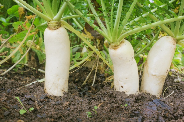 питомникживо-муссон-овощи-редис