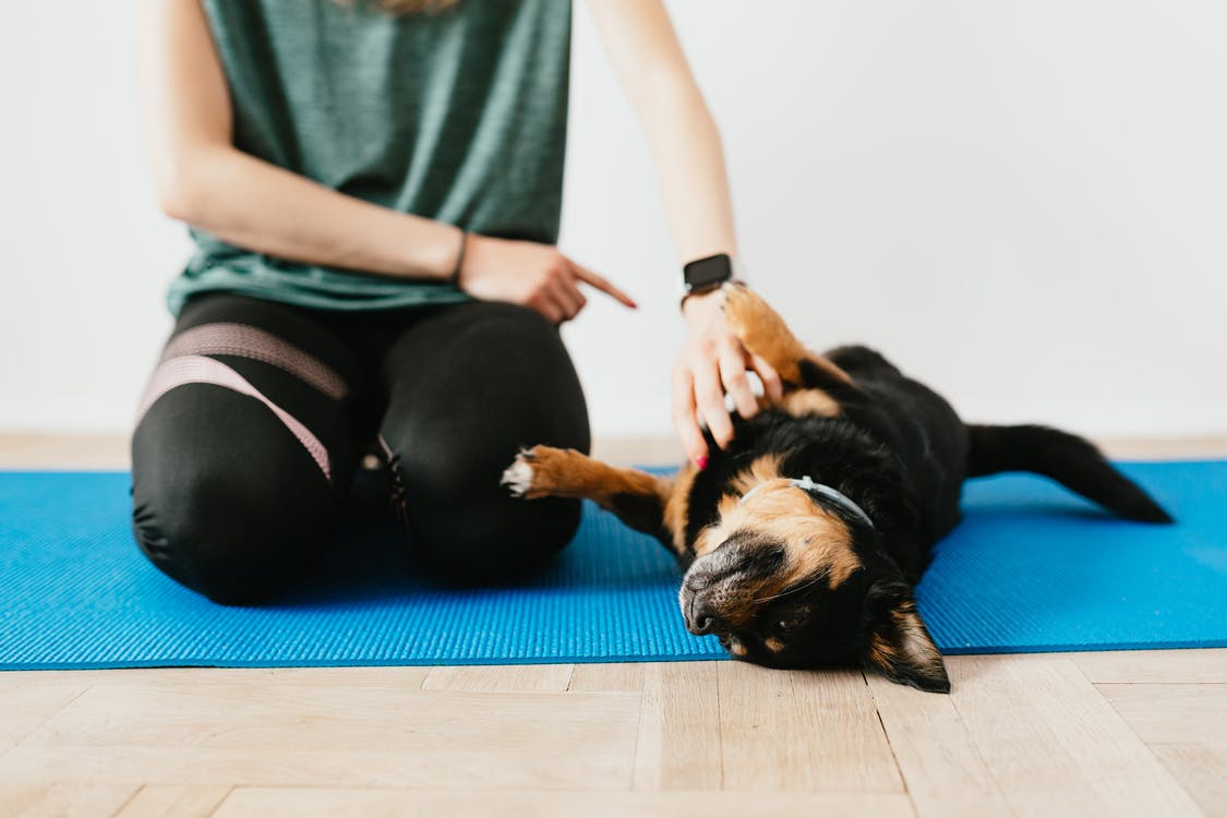 Обрезать до неузнаваемости женщину, тренирующую маленькую чистокровную собаку на коврике для йоги