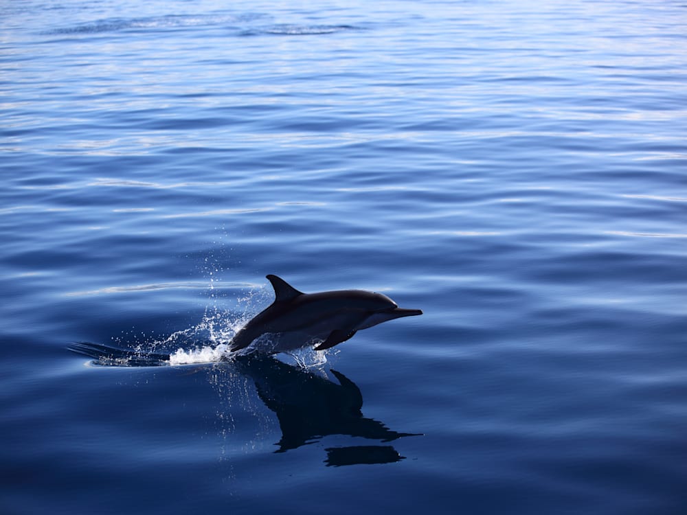Дельфин в Коста-Рике |  Мистер и миссис Смит