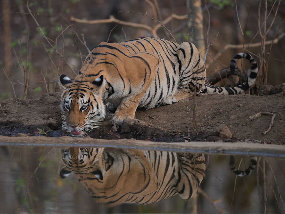 Тигр в национальном парке Пенч в Индии |  Мистер и миссис Смит